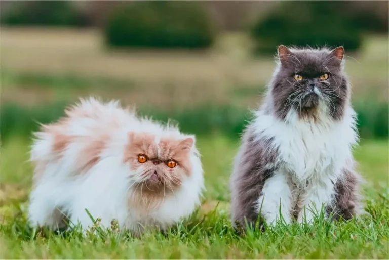 persian-cat