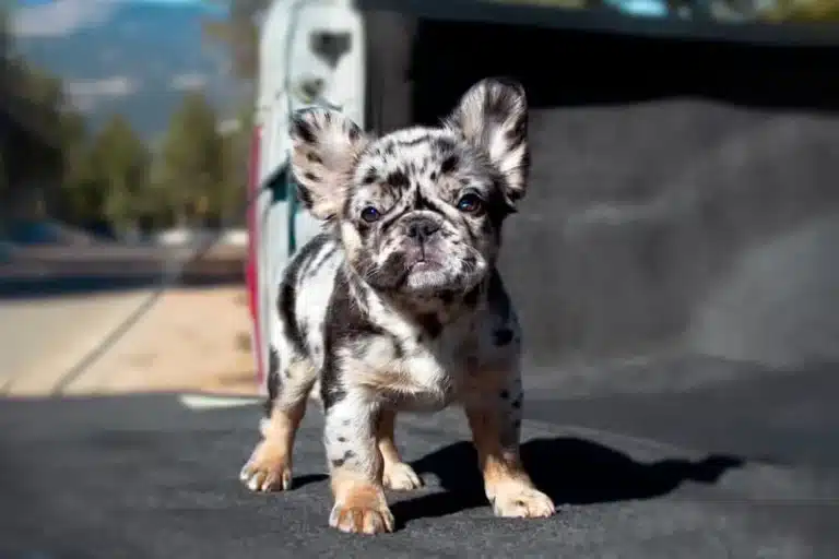 Long-Haired French Bulldogs