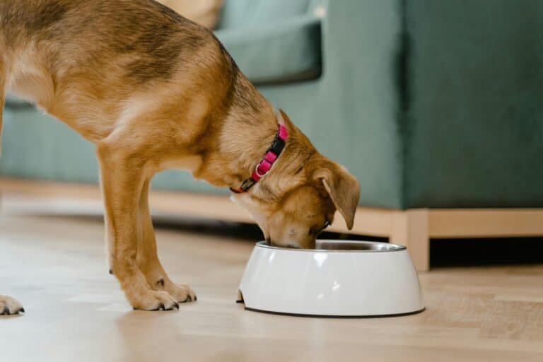 Pure Balance Dog Food