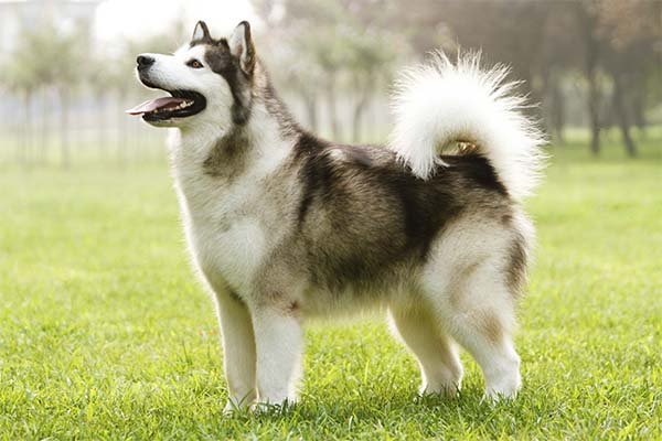 Big-Fluffy-Dog-Breeds