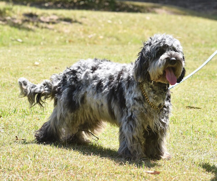 Australian-CobberDog