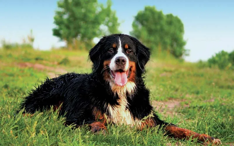 Bernese-Mountain-Dogs