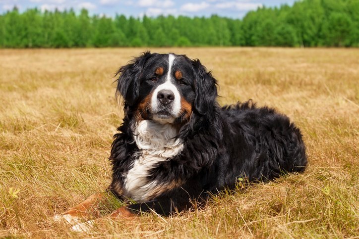 Bernese-Mountain-Dog-Rescue