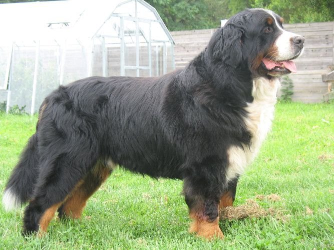 Bernese-Mountain-Dog-Rescue