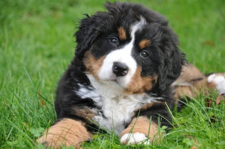 Bernese-Mountain-Dog-Rescue