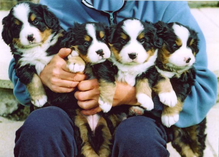 Bernese-Mountain-Dog-Rescue