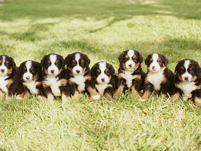 Bernese-Mountain-Dog-Rescue