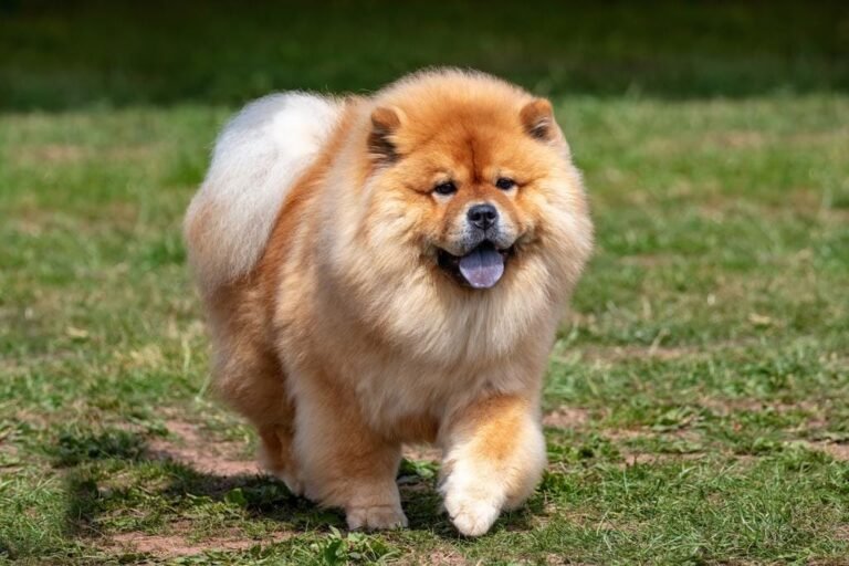 Big Fluffy Dog Breeds