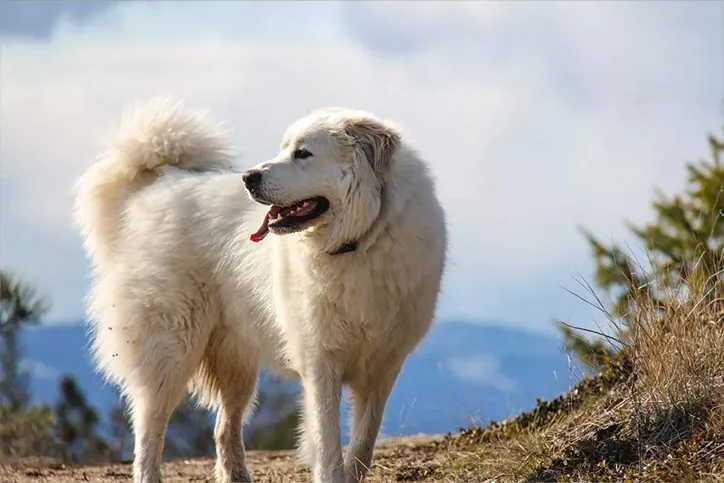 Big Fluffy Dog Breeds