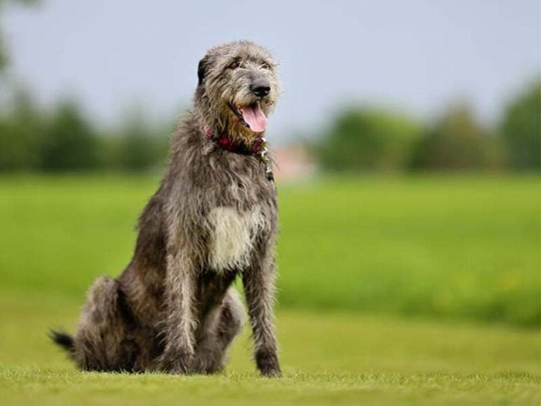 Big-Fluffy-Dog-Breeds