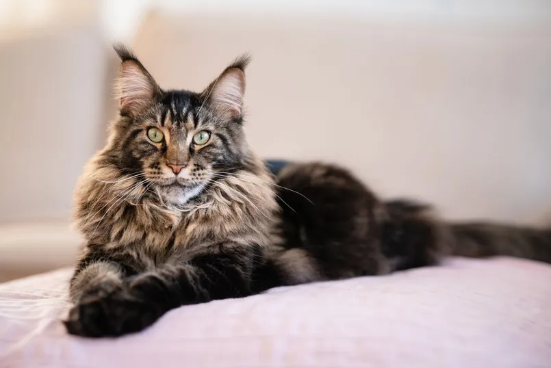 Maine-Coon-Cat