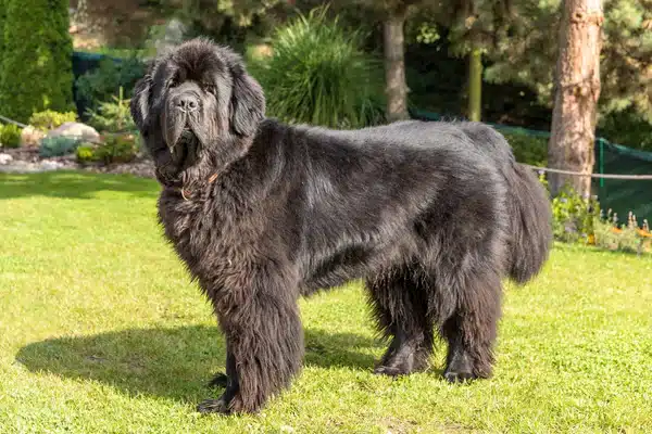 Newfoundland Dog