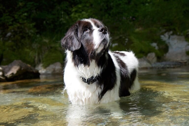 Newfoundland-Dog