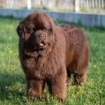 Newfoundland-Dog