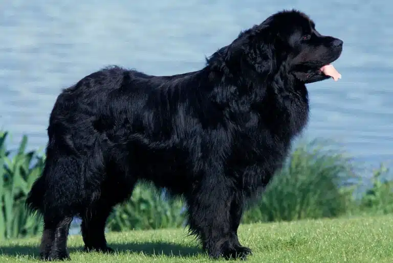 Newfoundland-Dog