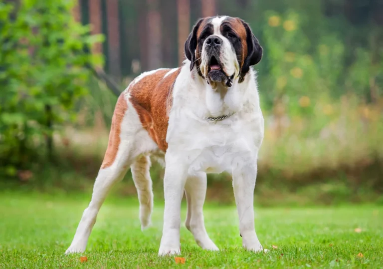 Big-Fluffy-Dog-Breeds