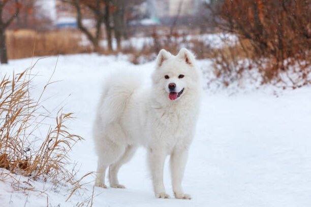 Big Fluffy Dog Breeds