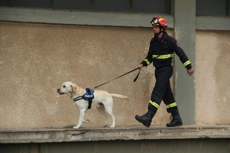 Service-dog-training