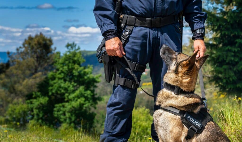 Service-dog-trainer