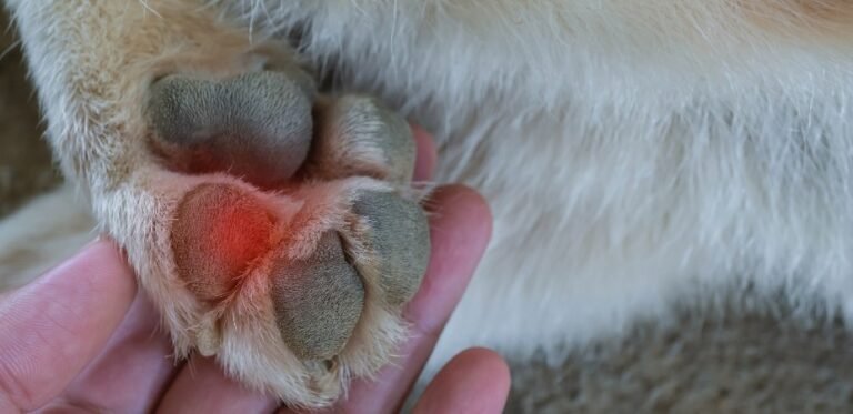 Why Dogs Lick Their Paws