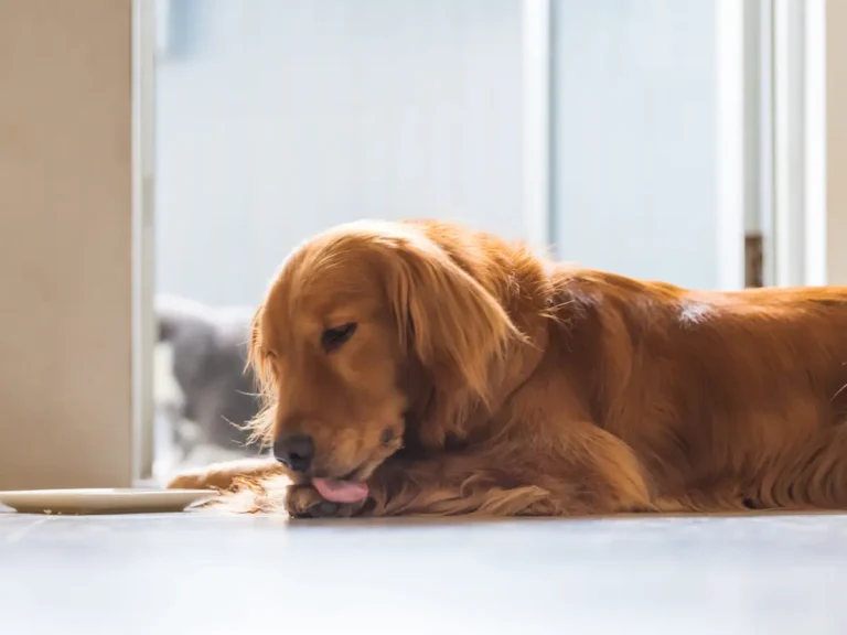 Why Dogs Lick Their Paws?