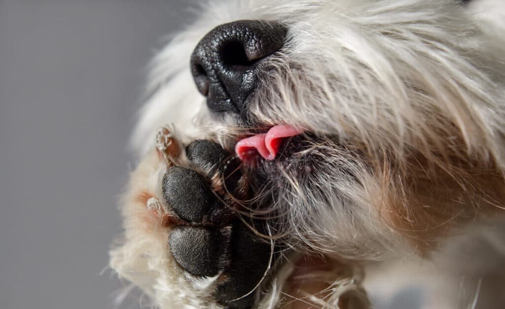 Why Dogs Lick Their Paws