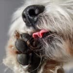 Why Dogs Lick Their Paws