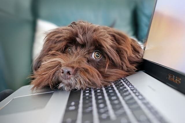 Laptop dog