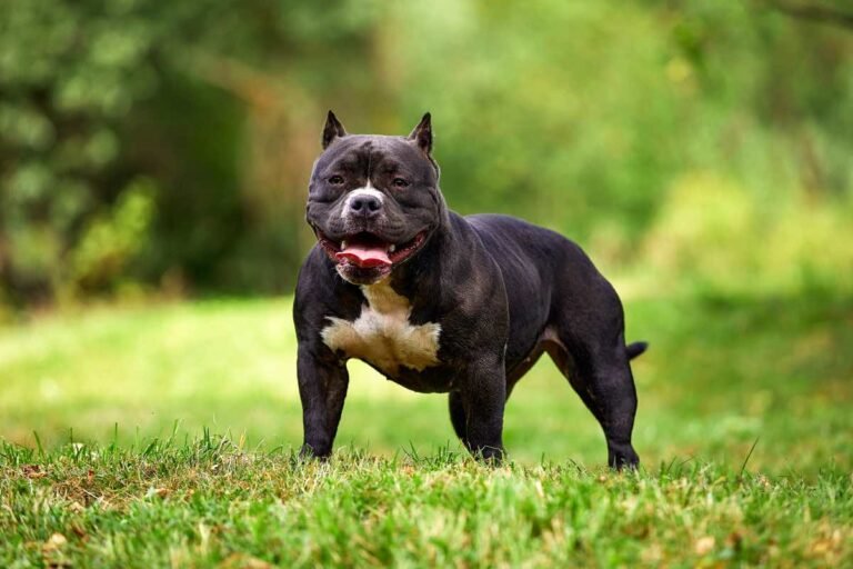 blue-american-bully