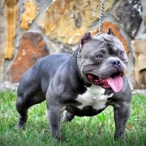 blue-american-bully