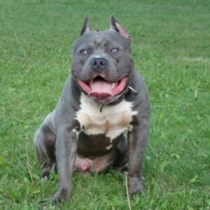 blue-american-bully