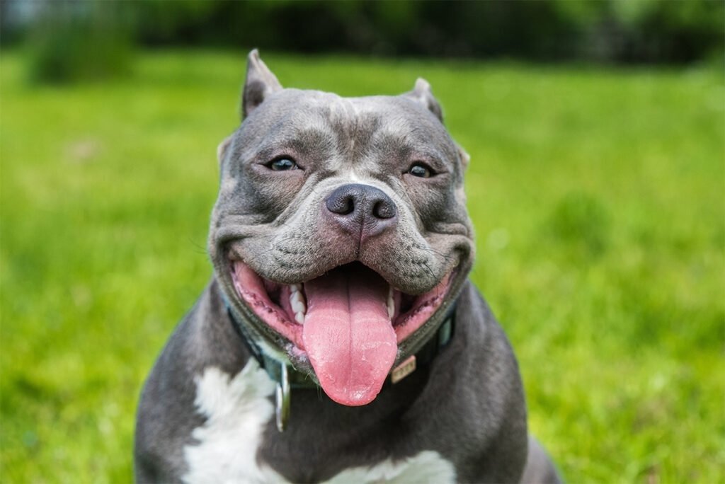 blue-american-bully