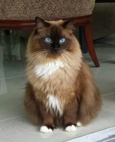 brown-ragdoll-cats