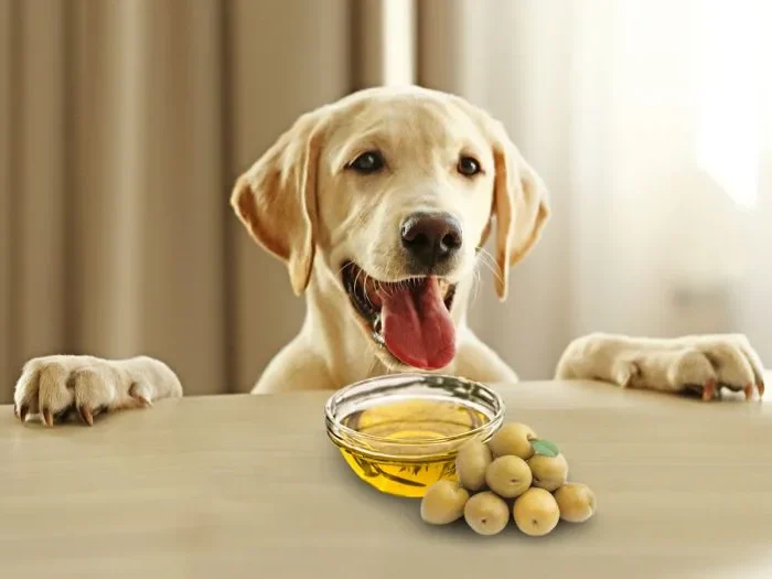 can-dogs-eat-olives