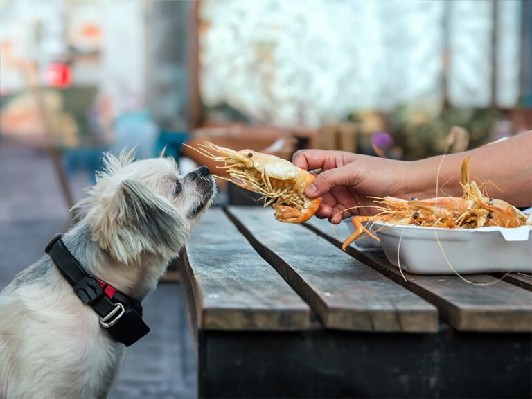 can-dogs-eat-prawns