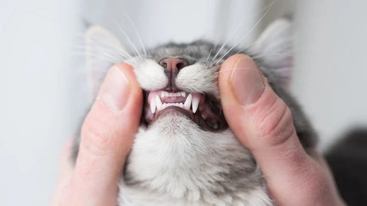 Cat Dental Chart - Petpasu