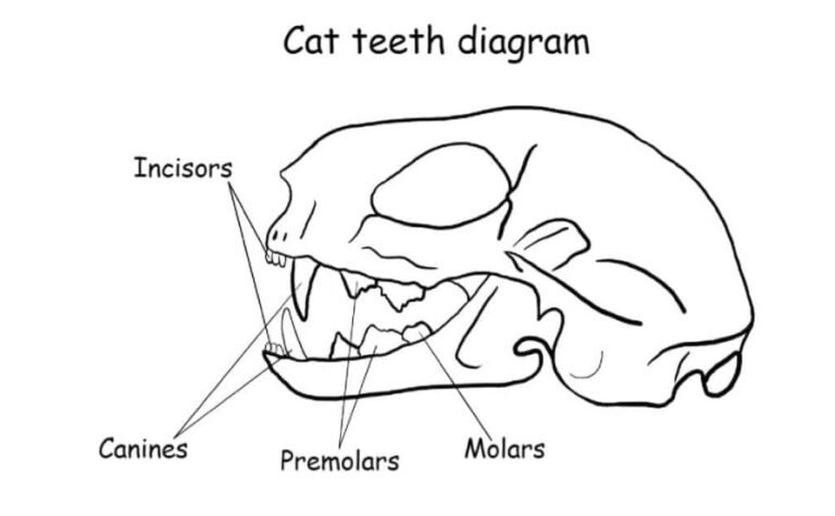 cat-dental-chart