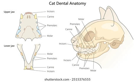 cat-dental-chart