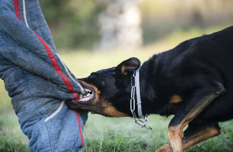 dog-bite-lawyer