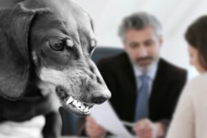 dog-bite-lawyer