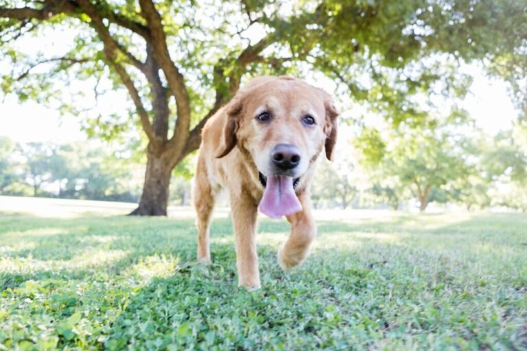 dog-breathing-fast