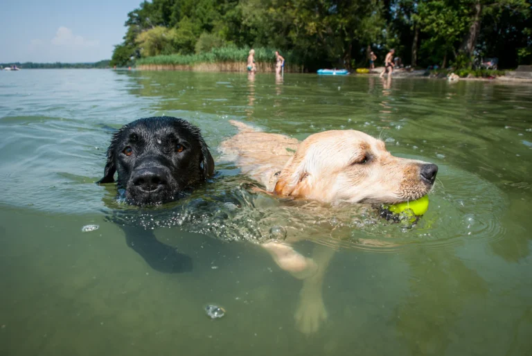 dog-swimming