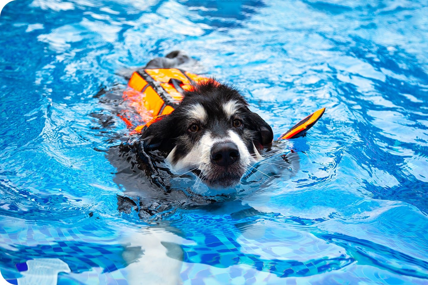 Dog-Swimming