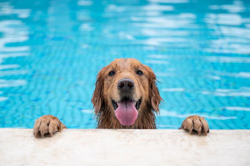 Dog-Swimming