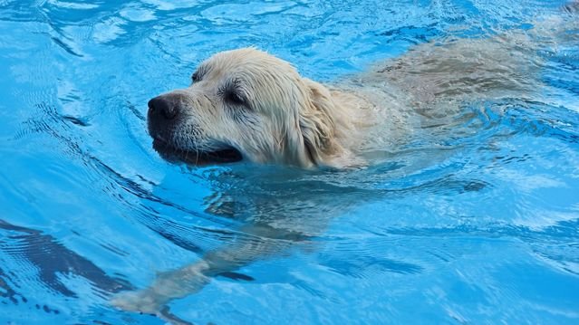 dog-swimming