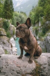 french-bulldog-skull