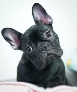 french-bulldog-skull