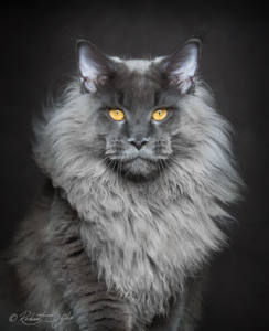 maine-coon-cat