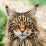 maine-coon-cat-Price