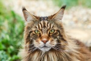 maine-coon-cat-Price